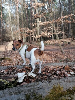 Achtung Hundehalter - Neue Hundehalterverordnung im Land Brandenburg
