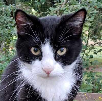 Abschied von Kater Sammy (Bild vergrößern)