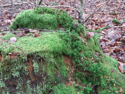 Die Welt der Moose - Wanderung in den Fröruper Bergen