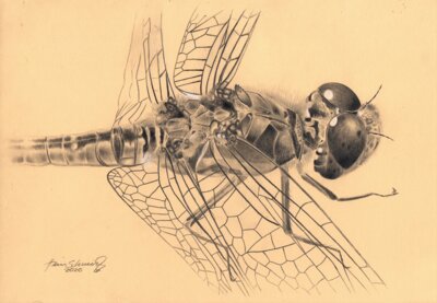 Meldung: medbo: PIArt-Ausstellung "Wesen & Unwesen" | Offene Vernissage am 20.02. in Regensburg