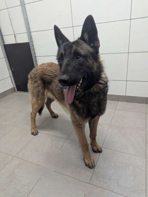 Achtung Fundhund! (Bild vergrößern)