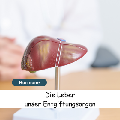 Meldung: Die Leber: Unser größtes Entgiftungsorgan und mehr