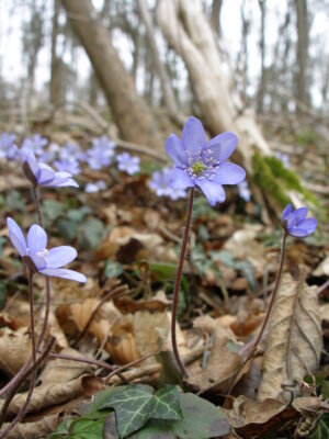 Leberblümchen 2 (c) Carola Hotze.JPG (Bild vergrößern)