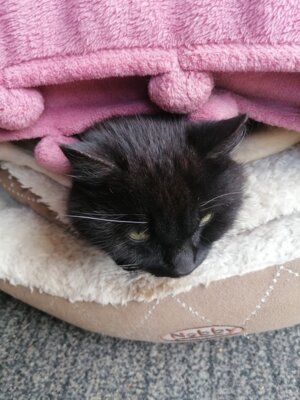 Schwarze Katze (Bild vergrößern)