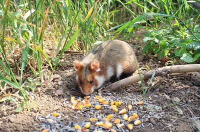 Meldung: Wanderausstellung zum Feldhamster im NaturparkHaus Dübener Heide