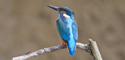 Eisvogel (Foto: Ralf Donat / Heinz Sielmann Stiftung) (Bild vergr&ouml;&szlig;ern)