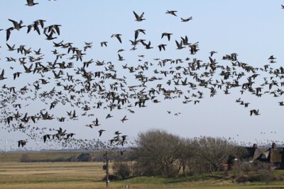 Foto zur Meldung: Geflügelpest: Kreis Nordfriesland ordnet teilweises Aufstallungsgebot an