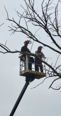 Foto zur Meldung: Baumarbeiten in Kleinfischlingen
