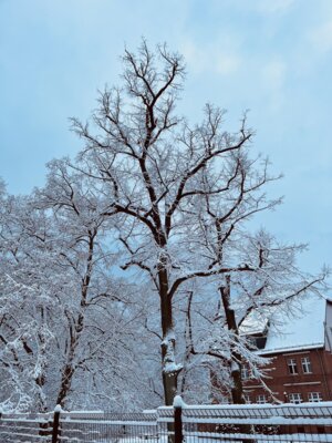Winterimpressionen (Bild vergrößern)