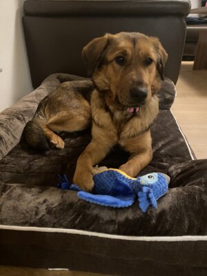 Roxy's erste Nacht im neuen Zuhause (Bild vergrößern)