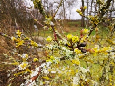 In einem Naturgarten bieten heimische Gehölze wie die Kornelkirsche ganz früh im Jahr Blütennahrung für Insekten. (Bild vergrößern)