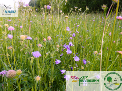 Der LPV und die NABU-Regionalgruppe Delitzsch laden zum Vortrag "Blühwiesen im eigenen Garten" (Bild vergrößern)