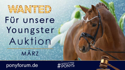 Meldung: Ponyforum GmbH: Verkäufliche Youngster für März gesucht!