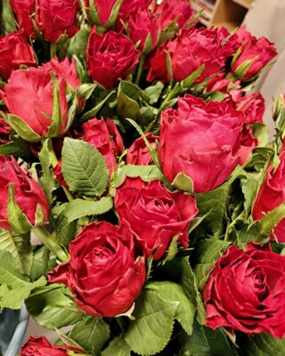 Valentinstagsrosenaktion der SMV: Eine schöne Geste der Wertschätzung