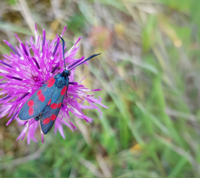 Foto zur Meldung: Neues Material zum Insektenschonenden Mähen