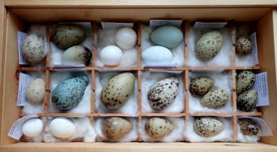 Foto zur Meldung: Das größte Ei der Welt, ganz besondere Vögel und Eier aus Stein – an Ostern dreht sich im Natureum alles um’s Ei