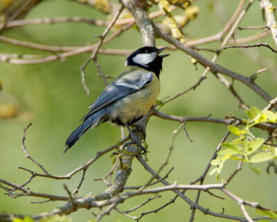 Foto zur Meldung: Vogelkundlicher Abendspaziergang durch den Schlosspark Ludwigslust am 15.04.2025