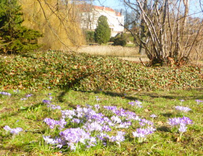 zarte Farbtöne vieler Krokusse. Foto: Eva Loth (Bild vergrößern)