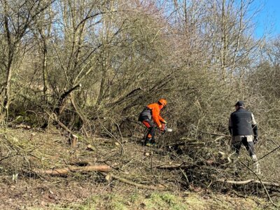 Fachgerechtes Auf-den-Stock-Setzen von Feldhecken: Was im ersten Moment radikal wirkt, ist wichtig für den langfristigen Funktionserhalt der Hecke (Bild vergrößern)