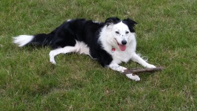 Anmeldung zur Hundesteuer jetzt auch digital möglich