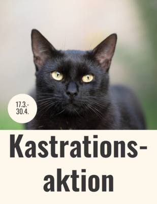 Foto Katzenkastration (Adobe Express)