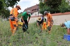 „Natur nah dran“ in Gammertingen: Wildpflanzen für Wildbienen und Schmetterlinge (Bild vergr&ouml;&szlig;ern)