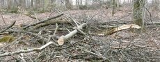 Reisschlagversteigerung (Bild vergr&ouml;&szlig;ern)