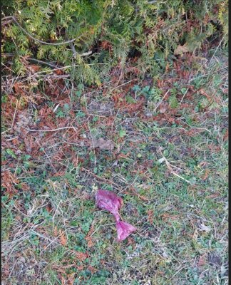 Foto zur Meldung: Hundekotbeutel mehrfach am Wegesrand abgelegt