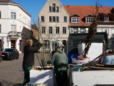 Foto zur Meldung: Vier Bäume stehen jetzt auf dem Großen Markt