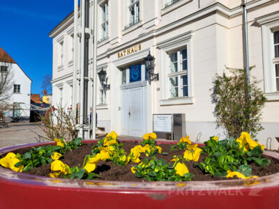 Zarte Stiefmütterchen in Gelb, Weiß und Blau in den großen Blumenvasen in Pritzwalk zaubern jetzt mit Macht den Frühling herbei. Foto: Stadt Pritzwalk (Bild vergr&ouml;&szlig;ern)