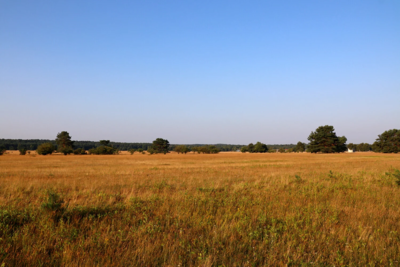 Hotel Camp Reinsehlen (Bild vergrößern)