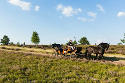 Kutschfahrt – unvergessene Urlaubserinnerung im Naturschutzgebiet Lüneburger Heide (Bild vergrößern)