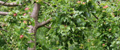 Ein Ausflug zum einmaligen "Obstgarten" in Düshorn (Bild vergrößern)