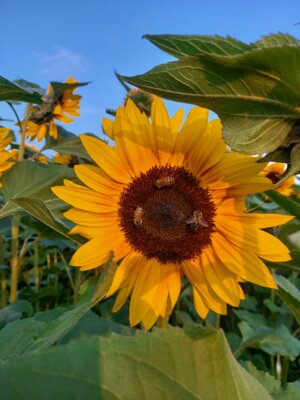 Sonnenblumen... (Bild vergrößern)