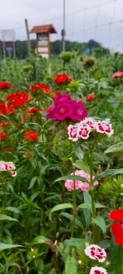 Blumenfelder geöffnet! (Bild vergrößern)