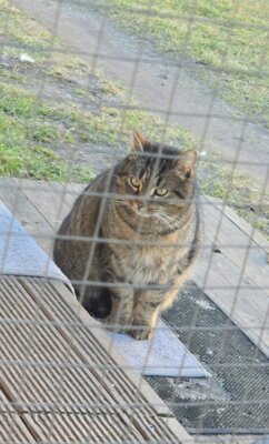 Meldung: Wer vermisst diesen Kater im OT Ranzig?