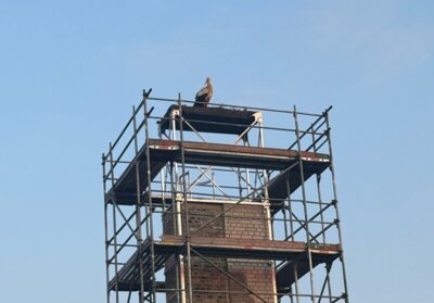 Hurra – der Zinndorfer Storch ist da