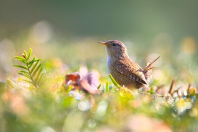 Image by Evgeni Tcherkasski from Pixabay (Bild vergrößern)