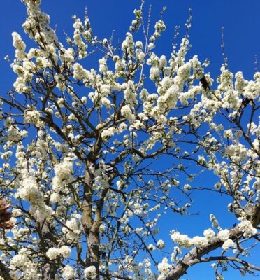 Was Ostern und den Frühling verbinden und es gern ...“ein bischen mehr sein darf“ (Bild vergrößern)