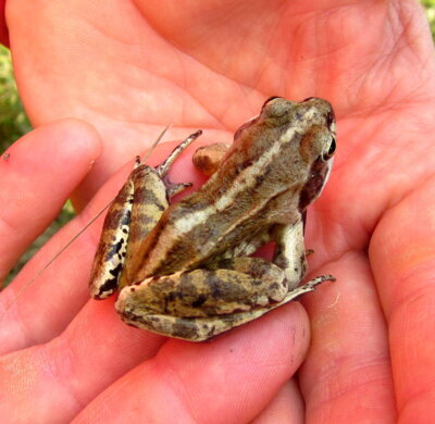 Selten im Park ist der Moorfrosch (Rana arvalis) zu finden. Foto: Uwe Jueg