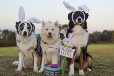Frohe Ostern! (Bild vergrößern)