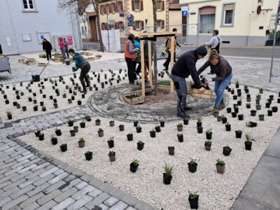 Pflegeleichte Staudenmischpflanzung auf dem Kirchplatz Lörzweiler