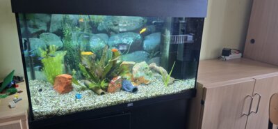 Neuzugänge im Aquarium