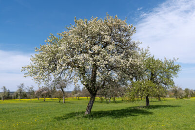 Foto: iStock/GettyImages (Bild vergrößern)