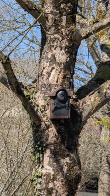 Ein neu aufgehängter Nistkasten an einem Baum auf dem Schulhof der Esther-Weber-Schule (Bild vergrößern)