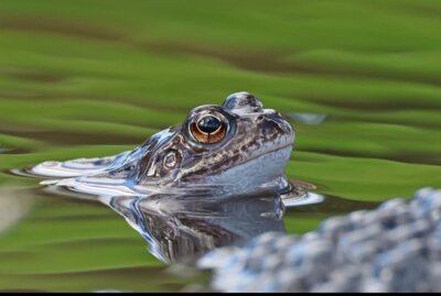 Foto: U.Schmeling
