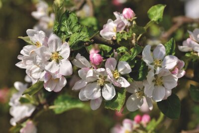 Meldung: Obstbaumblütenwanderung mit dem Obst- und Gartenbauverein Ommersheim