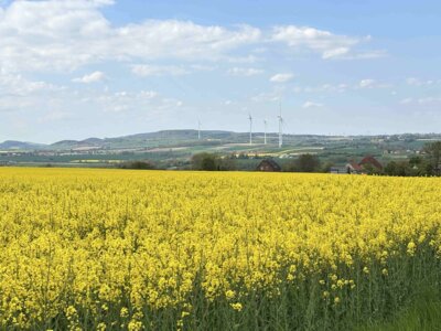 Frühling in Gelb (Bild vergrößern)
