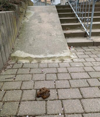 Meldung: Saubere Gemeinde – Verantwortung der Hundehalter gefragt