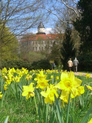 Ein Narzissenrundweg lädt Gäste aus Nah und Fern. Foto: Ulrich Jarke (Bild vergrößern)